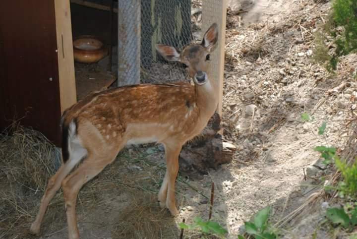 Segni e Impronta Bed and Breakfast Finale Ligure Esterno foto