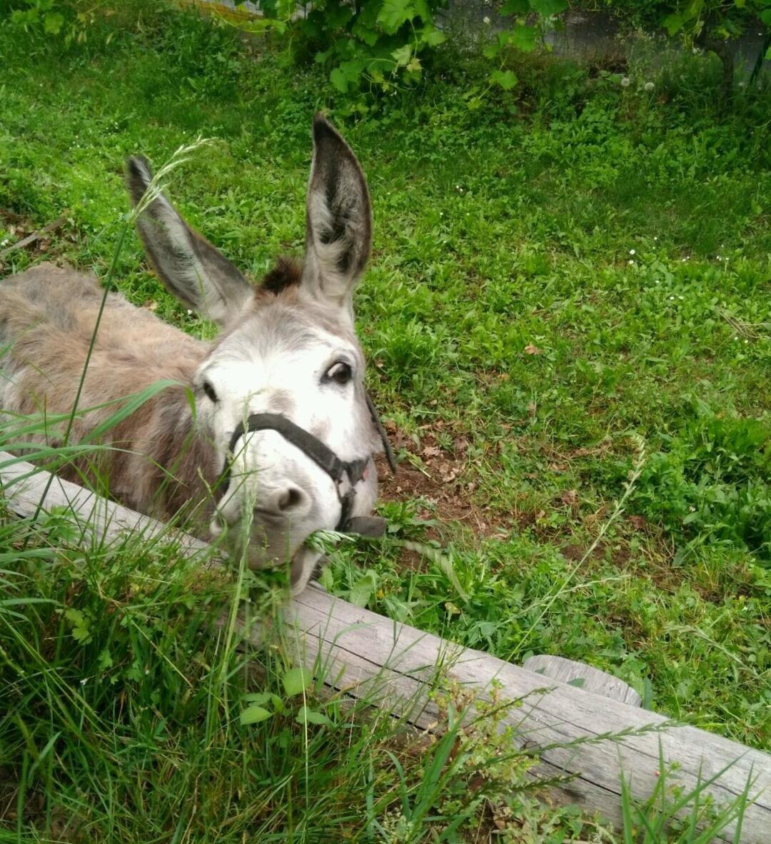 Segni e Impronta Bed and Breakfast Finale Ligure Esterno foto